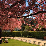Cherry blossom city of Bergen