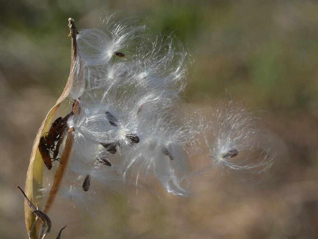 Seedpod of Narrow-leaved Milkweed - with Milkweed Bugs (Lygaeidae)