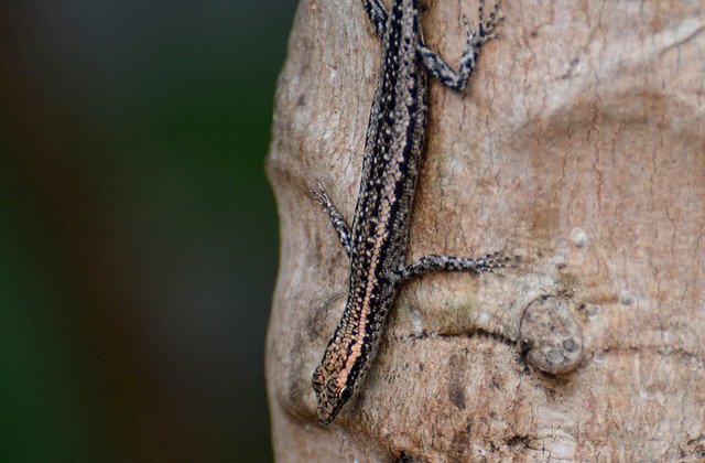 Aboreal Snake-eyed Skink Cryptoblepharus plagiocephalus Scincidae Urban Darwin 01