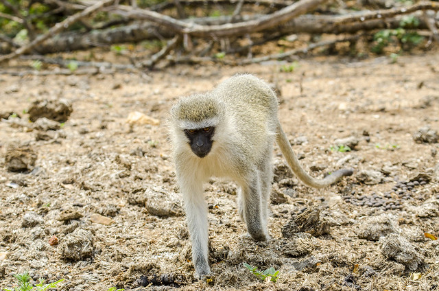 Vervet Monkey, Kruger National Park.