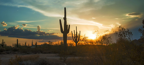 mesa arizona az desert cactus cacti sunset