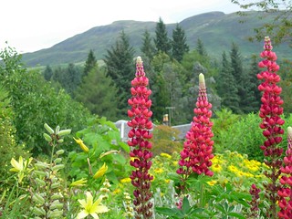 Lupines Of Highlands Travel With Powell Gardens On The Hig Flickr