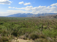 1204 Santa Catalina Mountains from the Douglas Spring Trail