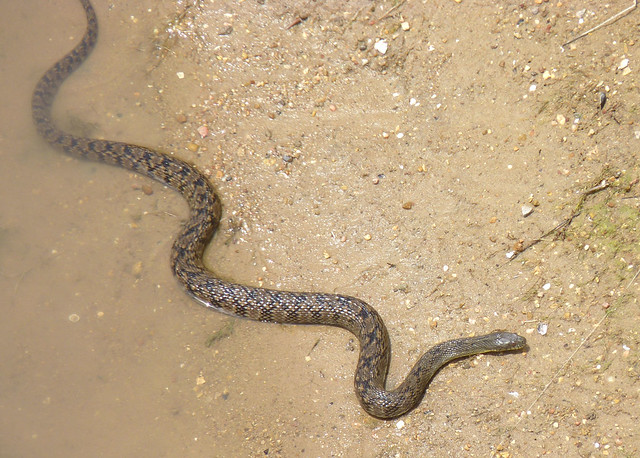 Diamond-backed Water Snake, Texas