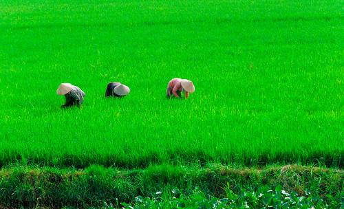 sky food woman plant green nature beautiful field grass hat rural season landscape asian countryside leaf flora scenery asia vietnamese rice natural paddy farm country farming grain cereal harvest grow scenic meadow straw farmland fresh vietnam foliage growth plantation environment myanmar organic agriculture saigon agricultural conical ripe indochina managing