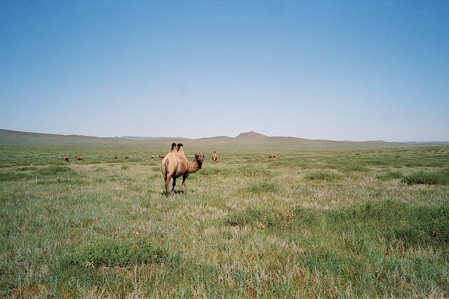 Camel, Mongolia