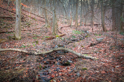 winter color forest woods stream overcast hdr diffuse valleyforge sousbois
