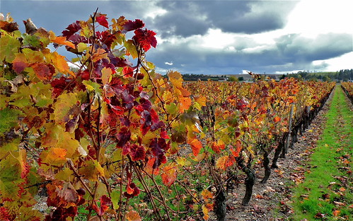 automne | by golonde