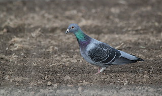 Feral Pigeon | by themadbirdlady