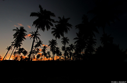 sunset pordosol brazil praia beach silhouette brasil landscape bahia praiadoforte goldenhour coqueiros silhueta