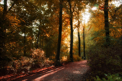 autumn light trees colors sun sunshine herfst bos licht kleuren bomen herbst otoño luz bosque canon eos holland alkmaar dehout