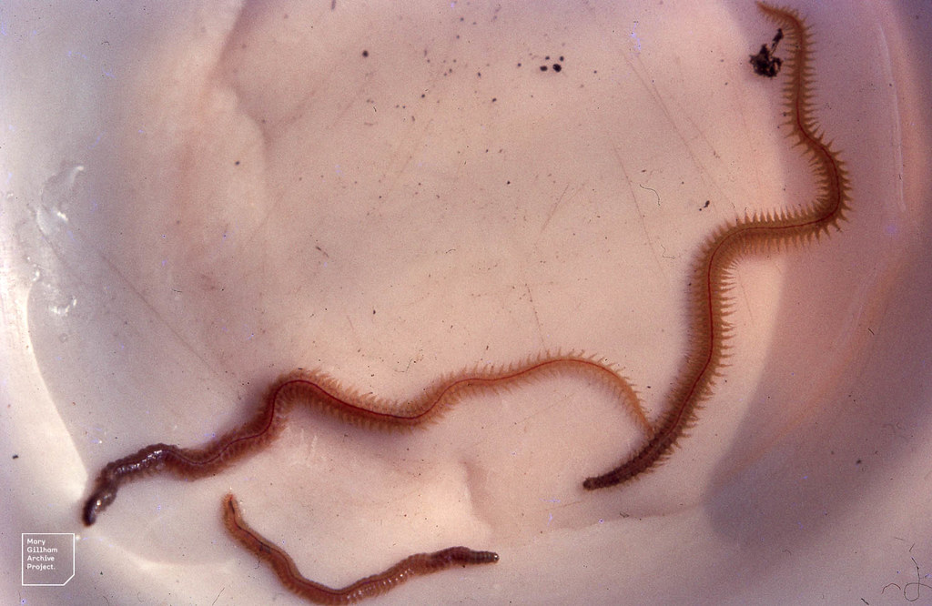 Nereis Diversicolor