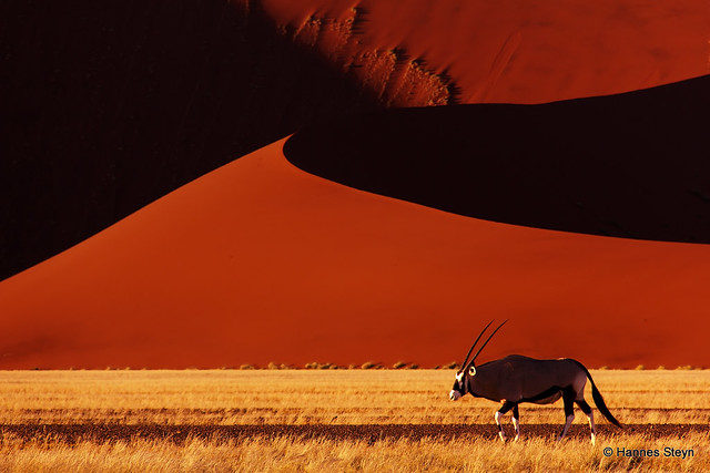 Oryx and the Sossusvlei Dunes - Refreshed