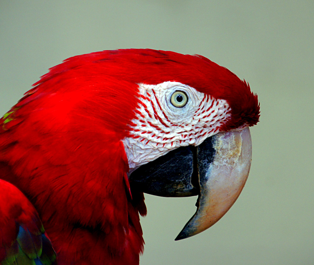 red-blue-macaw-the-scarlet-macaw-ara-macao-is-a-large-flickr