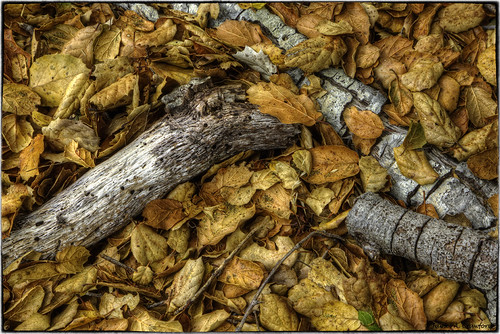Withered Golden Leaves Strewn Around Fallen Limbs | by James A. Crawford - ♪♫♪"Crawf"♪♫♪