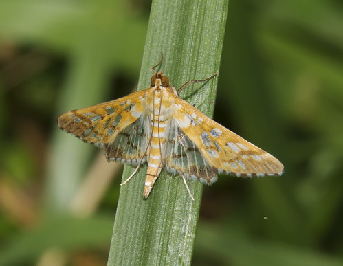 virginia flickr unitedstates insects va moths chesapeake greatdismalswamp crambidsnoutcrambidae gdsbfc13