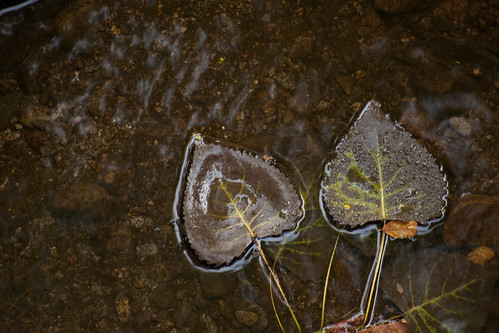 Water Leaves