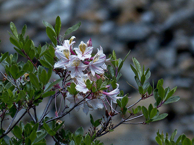 Rhododendron occidentale_Western Azalea_0241 (1)