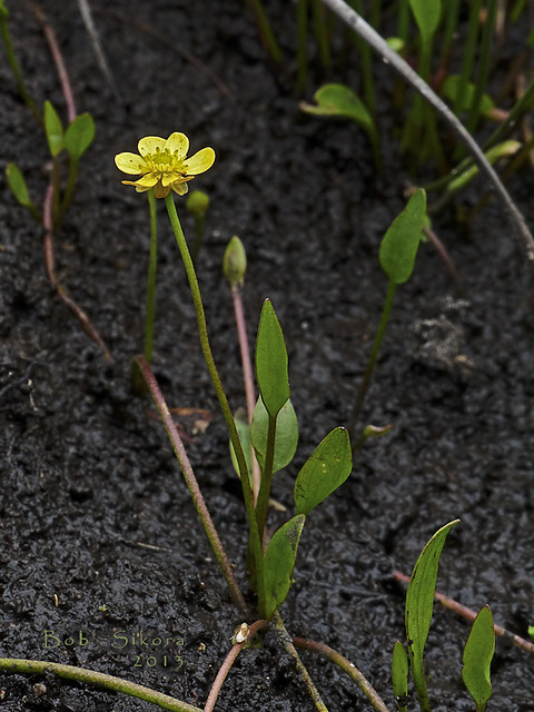 Ranunculus flammula var. ovalis_Creeping Spearwort_0789