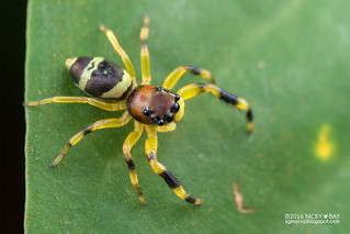 Jumping spider (Thiania sp.) - DSC_2778