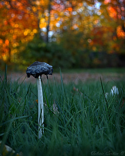 I Love Fall | by shutterbugg011