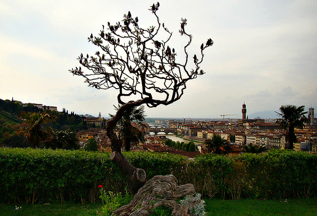 paisagem florentina com árvore e rosa [ World Heritage Site by UNESCO ]
