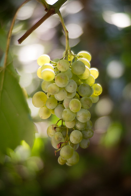 Grapes with bokeh background