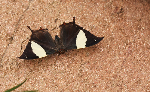 Jazzy Leafwing | by Galah2009