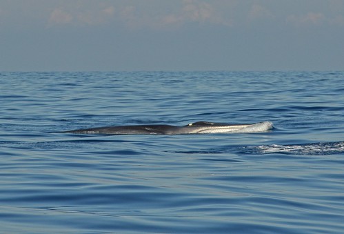 Balaenoptera physalus | Fin whale in France | Alexandre Roux | Flickr