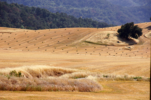 california ranch ca trees usa mountains tree dry hills hay ojai venturacounty haybales drygrass omot upperojai blackmountainranch theheatofthemiddaysun