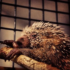 The new baby porcupine, called a "porcupette", just born at @lvzoo #lehighvalley #iglehighvalley #porcupine #porcupette #zoo #pennsylvania #animal #quill #baby #aww #babyanimal #follow #instagood #instadaily