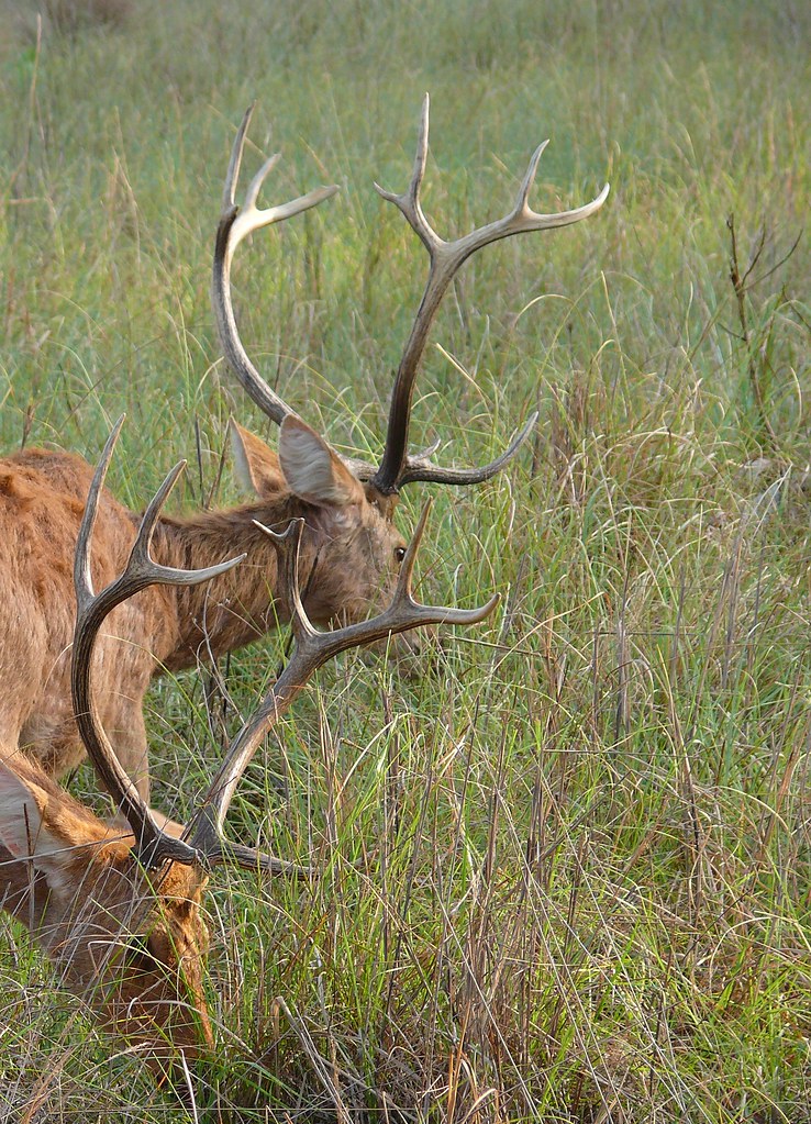 Barasingha Deer (3)