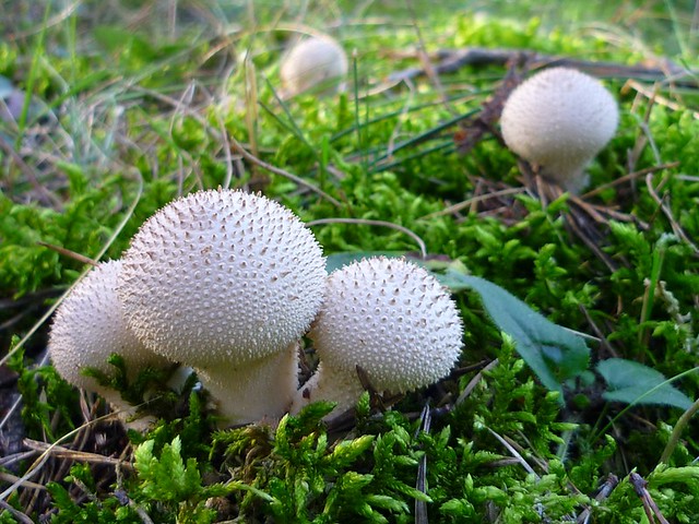Mushroom setas bolets (6)