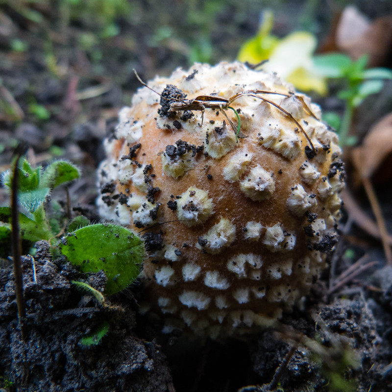 Fly agaric, West Park