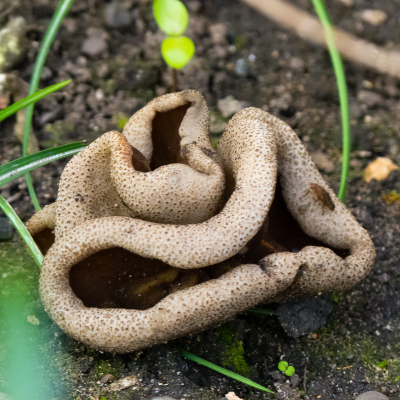 Convoluted fungus