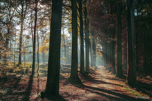 calme ombres trees landscape canonef24105mmf4lisusm