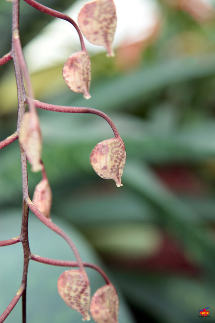 Orchids - Gongora scaphephorus - Orchidaceae - Origin Ecuador to Peru 5D20130526 097