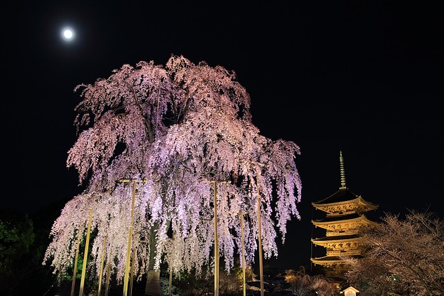 Tō-ji　　東寺・夜桜ライトアップ2013