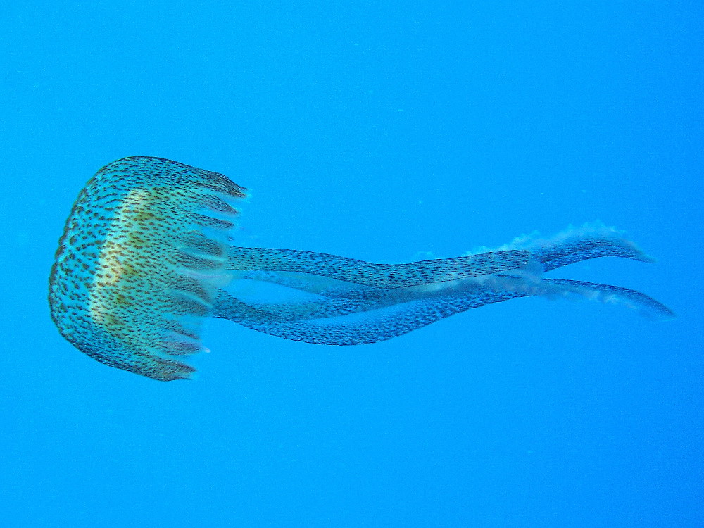 Pelagia noctiluca