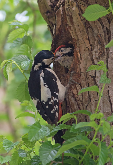 Female Great Spotted Woodpecker (Dendrocopos major) feeds chick at nest hole. Uk