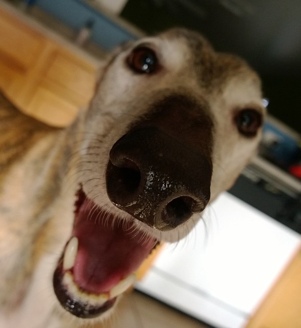 Greyhound Nose