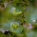 Flickr photo 'Lunularia cruciata MJX308-D016' by: Sarah Gregg Lynkos.