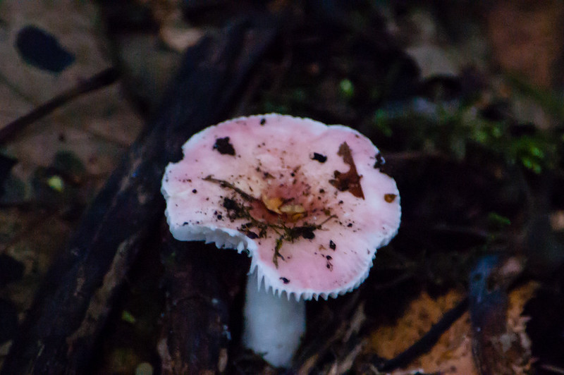 Russula, Himley Plantation