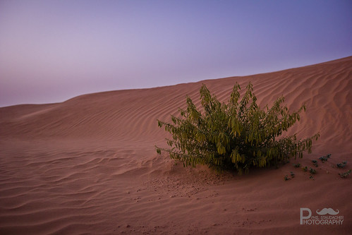 sunset sahara sand sonnenuntergang desert morocco shrub marokko busch wüste soussmassadraa