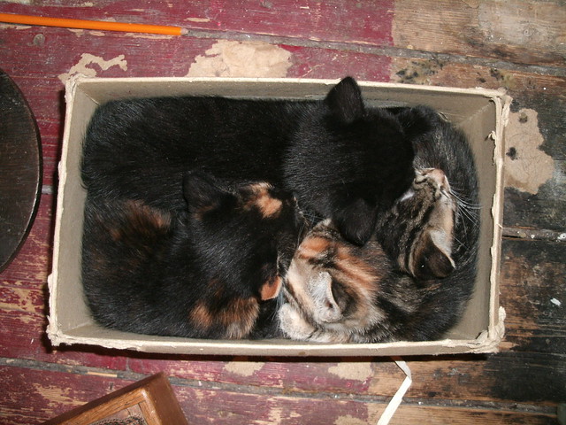Box full of kittens
