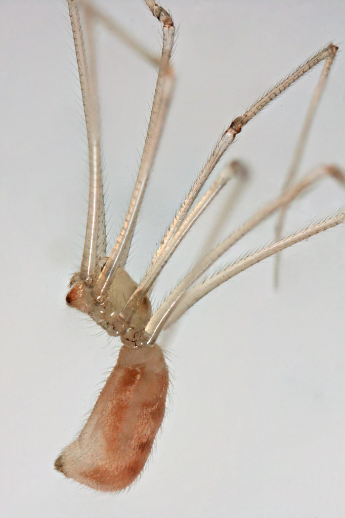 Longbodied Cellar Spider (Pholcus phalangioides)