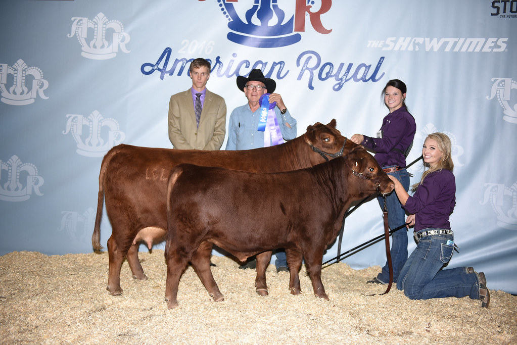 Grand Champion Fullblood Cow Calf - Lacy G Red Sapphire, Grassfed Lowline Angus LLC, Garrison, TX