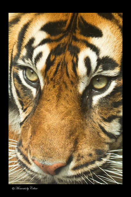 The eyes of a Tiger