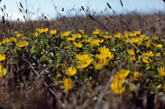 Kodachrome Wildflowers - Nikon FM - Nikkor-SC 55mm F/1.2 - Kodachrome 25