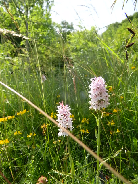 Orchids Hassocks to Brighton